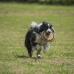 How to Train Your Dog to Stop Biting You Suggested alt text: Learn effective techniques to teach your dog to stop biting you, improving your overall interaction