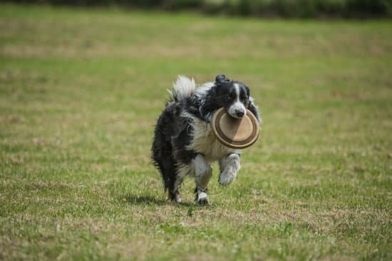 Suggested alt text: Learn effective techniques to teach your dog to stop biting you, improving your overall interaction