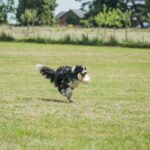 How to Train Your Dog on Electric Fence Step-by-step guide on training your dog to navigate safely on an electric fence