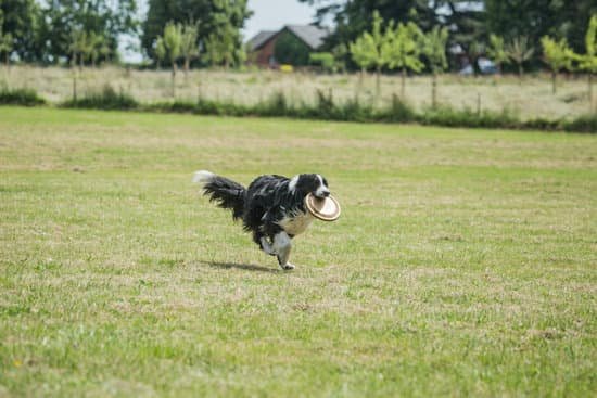 How to Train Your Dog on Electric Fence 1 Step-by-step guide on training your dog to navigate safely on an electric fence