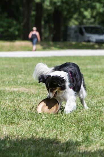 How to Potty Train a Dog C 1 Simplified guide on potty training a dog: proven techniques and tips for success