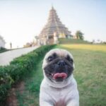 How to Train a Dominant Dog Step-by-step guide: How to train a dominant dog for better behavior and obedience