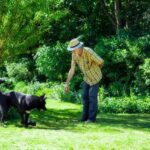 How Train Dog Not to Pull on Leash Effective techniques for teaching your dog to walk calmly without pulling on the leash