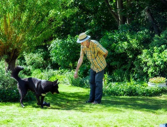 How Train Dog Not to Pull on Leash 1 Effective techniques for teaching your dog to walk calmly without pulling on the leash