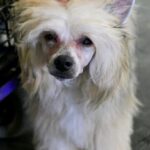 How to Train a Hyper Dog to Walk on Leash Step-by-step guide on how to train a hyper dog to walk on leash effectively