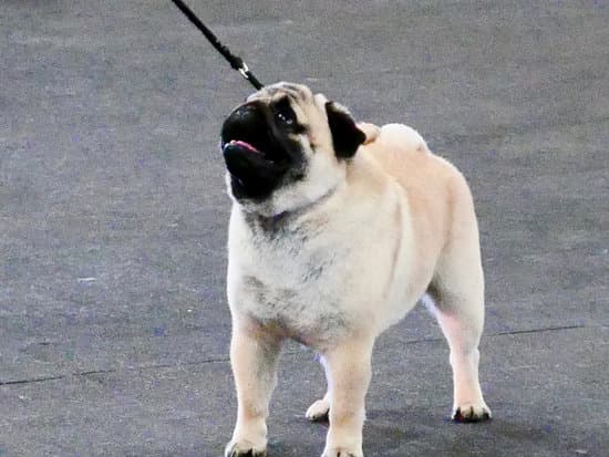 Suggest effective methods for training a dog to come after bolting