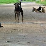 Exciting ways to transform dog training into an enjoyable and engaging experience