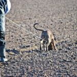 How to Train a Dog From Being Dominating How to train a dominant dog: effective methods to establish leadership and obedience