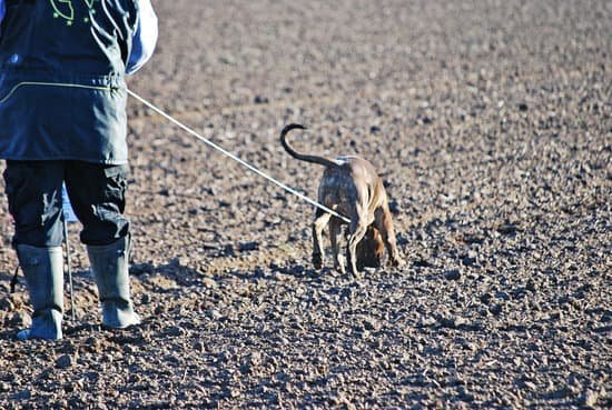How to train a dominant dog: effective methods to establish leadership and obedience