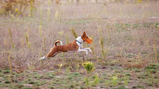 Step-by-step guide on how to train K9 dog for effective obedience and behavior control