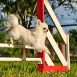 How to Train Your Dog Not to Fear Strangers Step-by-step guide: Teaching your dog to overcome fear of strangers