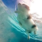 Can You Potty Train a Three Year Old Dog Suggested alt text: Tips to potty train a three-year-old dog – Can You Potty Train a Three Year Old Dog?