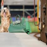 Step-by-step guide on training a 2-year-old dog to listen, effective methods for obedience