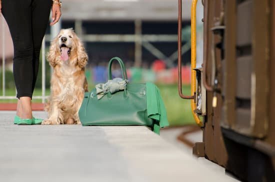 How to Train a 2 Year Old Dog to Listen 1 Step-by-step guide on training a 2-year-old dog to listen, effective methods for obedience