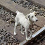 Step-by-step guide on how to train a dog to effectively hunt hogs