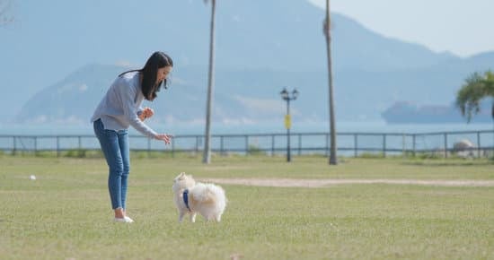 Step-by-step guide on how to learn and train service dogs effectively