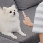 How to Crate Train an Older Dog With Anxiety Step-by-step guide on crate training an older dog with anxiety for a calm and comfortable environment