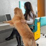 How to Get Kids Involved With Training the Dog Fun activities to engage kids in training the dog at home