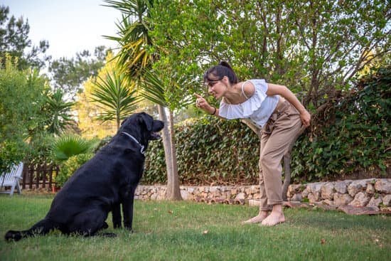 The best dog training book: essential techniques, tips, and strategies for effective dog training