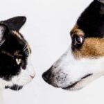 What Is the Best Shock Training Collar for Dogs Suggestion: 'Finding the Ideal Shock Training Collar for Dogs - Uncover the Top Recommendations'