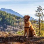 Trained dogs can assist disabled individuals in various tasks and provide emotional support