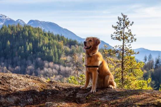 What Trained Dogs Can Do for Disabled 1 Trained dogs can assist disabled individuals in various tasks and provide emotional support