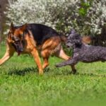 Who Buys Trained Protection Dogs Safety-minded individuals seeking trained protection dogs for sale - Find out who buys them today!