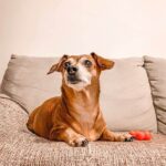 Suggestions for Good Alt Text for 'CAN ANY DOG BE TRAINED TO HUNT': Labrador Retriever dog with hunting instinct in training