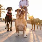Are Yard Fences Okay for Training Dogs Effective Dog Training Techniques: Using Yard Fences for Behavioral Training
