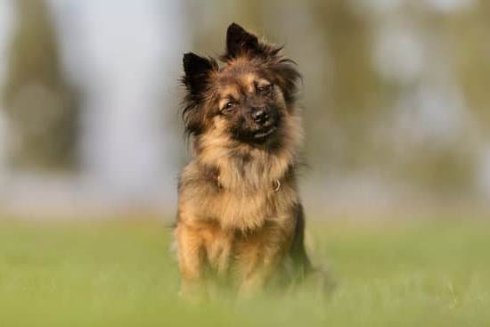 Are Cross Trained Dogs a Good Idea 1 Cross-trained dogs can be a beneficial and rewarding addition to your family