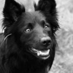 How to Train Your Dog to Become a Service Dog Step-by-step guide on training your dog to become a service dog, transforming their behavior and skills