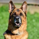 What Model Is Sport Dog Trainer Model Number Ft-100b Image of the Sport Dog Trainer model FT-100B - a reliable and effective training tool for dogs