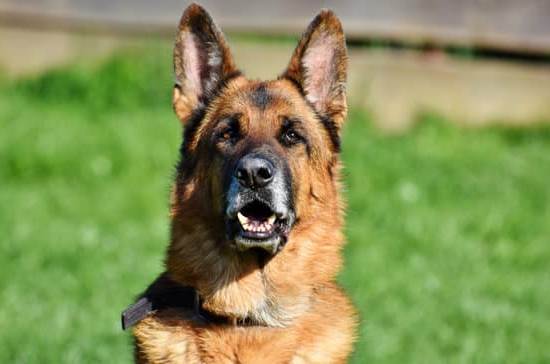 Image of the Sport Dog Trainer model FT-100B - a reliable and effective training tool for dogs