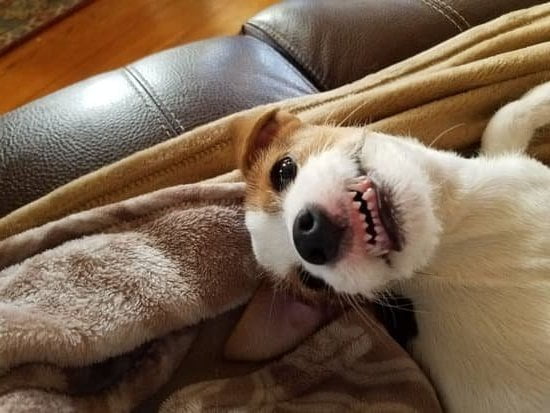 Step-by-step guide on how to train your dog to listen outside effectively