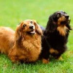 Can you train a dog before neuter: Understanding the ideal timing and techniques