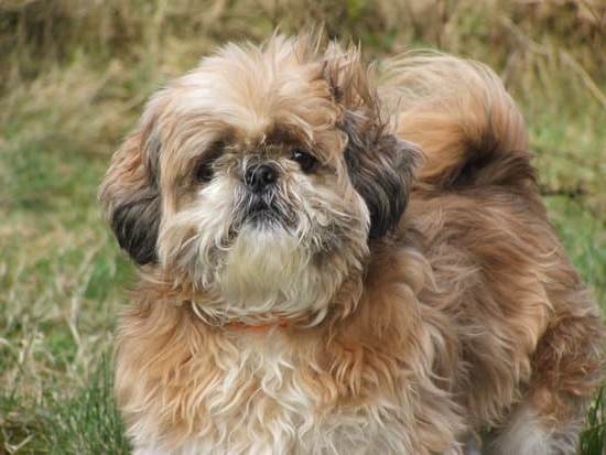 Can I Carry My Dog in Train 1 Guide dog owners may carry their dogs on trains, ensuring their comfort and assistance