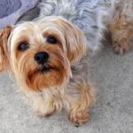 Why Dog Training Should Be Fun Why Dog Training Should Be Fun alt text: Enjoyable methods of dog training promote better learning and positive behavior