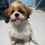 How to Train Your Dog Not to Bark at Kids Suggestion: Use positive reinforcement techniques to train your dog not to bark at kids