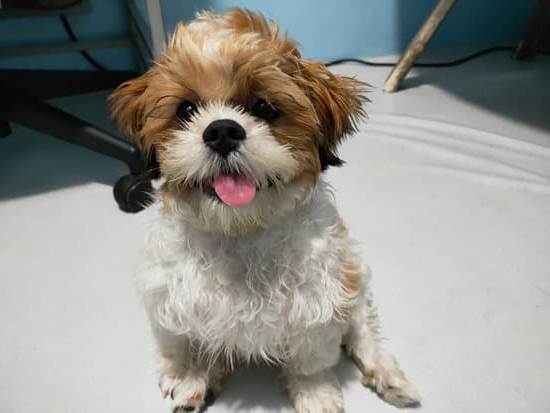 Suggestion: Use positive reinforcement techniques to train your dog not to bark at kids