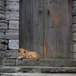 How to Train Dogs Not to Resource Guard Effective techniques for teaching dogs how to overcome resource guarding behavior