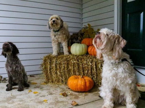 How to Train a Dog Potty Training 1 Step-by-step guide on how to train a dog for potty training success