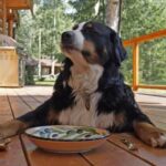 Can You Train Your Dog Not to Run Away Suggestions for Can You Train Your Dog Not to Run Away: Effective Strategies and Tips