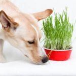 How to Become a Therapy Dog Trainer Ontario Steps and requirements to become a therapy dog trainer in Ontario, Canada