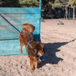 How to Train an Older Dog to Use a Leash How to effectively train an older dog to properly use a leash for walks