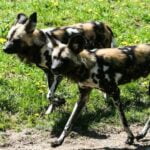 How to Train an Old Dog to Duck Hunt How to Train an Old Dog to Duck Hunt: Step-by-Step Guide for Success