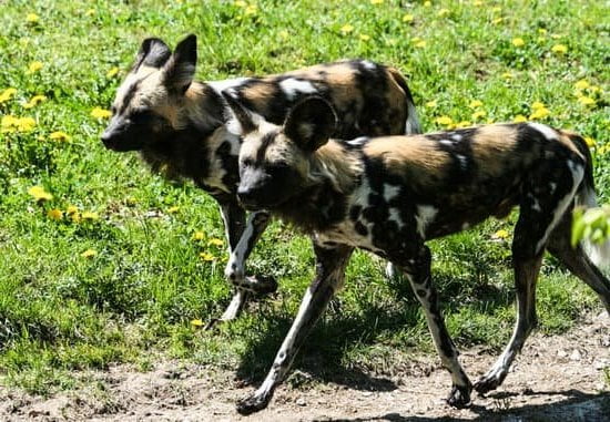 How to Train an Old Dog to Duck Hunt: Step-by-Step Guide for Success