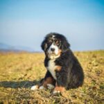 Step-by-step guide on how to potty train your 1-year-old dog effectively