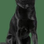 Why Should You Train Your Dog in German Benefits of German dog training: Enhance obedience, communication, and bonding with your furry friend