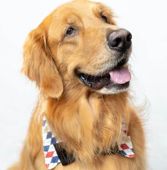 Advantages of German Dog Training: Is it better to train your dog in German for improved obedience?