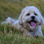 How to Train My Dog to Stop Barking at Everything Effective techniques on teaching my dog to stop barking excessively at everything